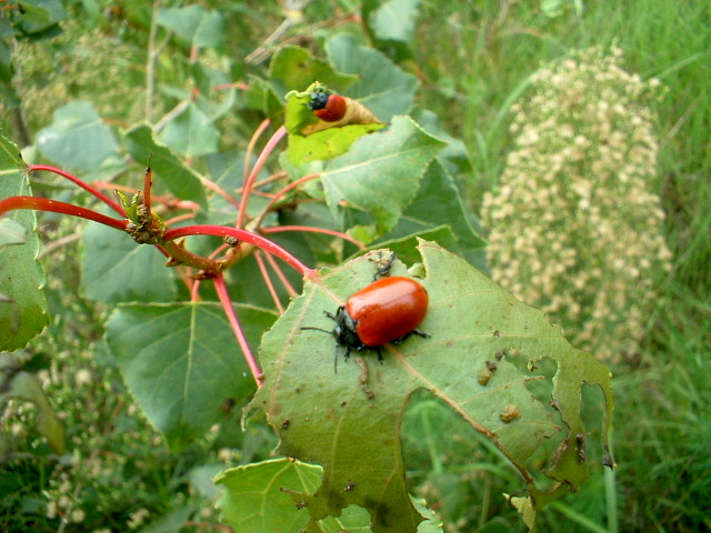 Melasoma populi ... almeno credo